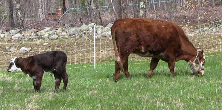 Coram Deo Cow and Calf