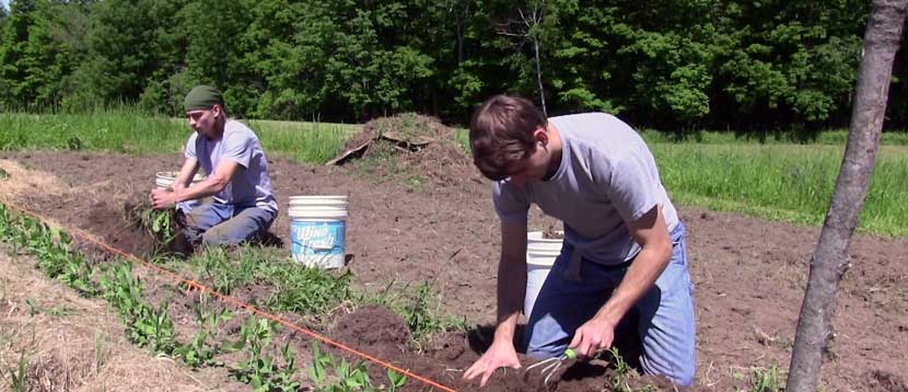 Austin and Ryan preparing the soil for planting