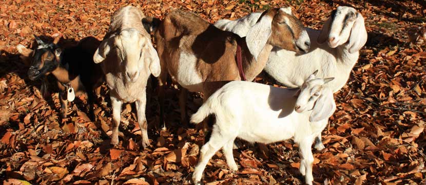 Coram Deo Farm Goats Arrive