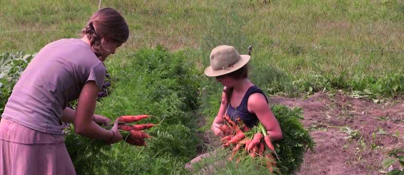 Gathering Carrots on Coram Deo Farm