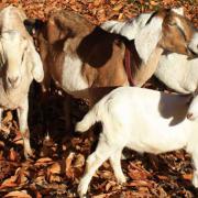 Coram Deo Farm Goats Arrive