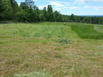 haying with a hand scythe